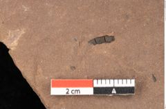 Foto (Detailsansicht) von Quercus zoroastri, Unger (NHMW-GEO-2024-0188-0932)